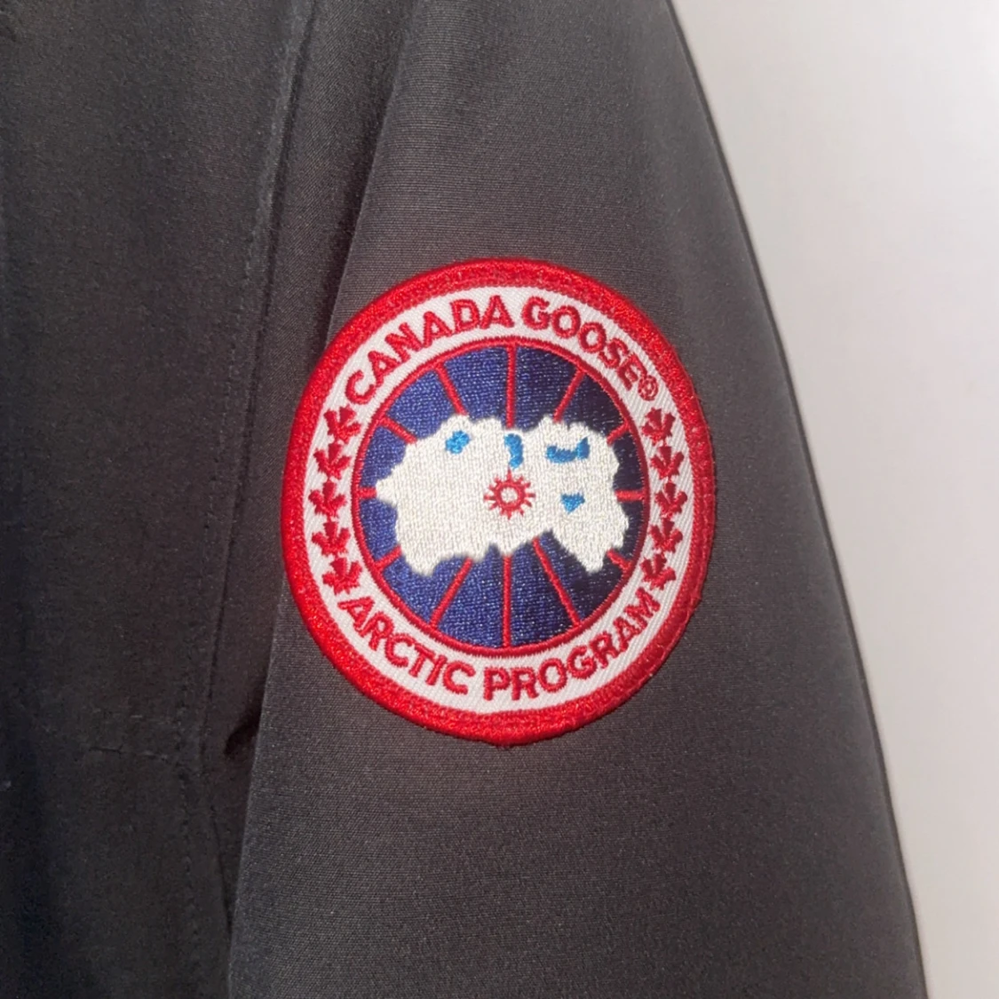 Canada goose  - 1