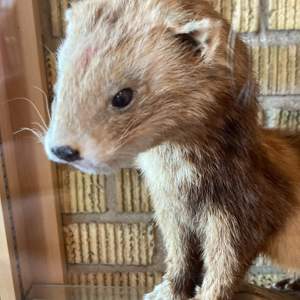 Säljer en fin capybara