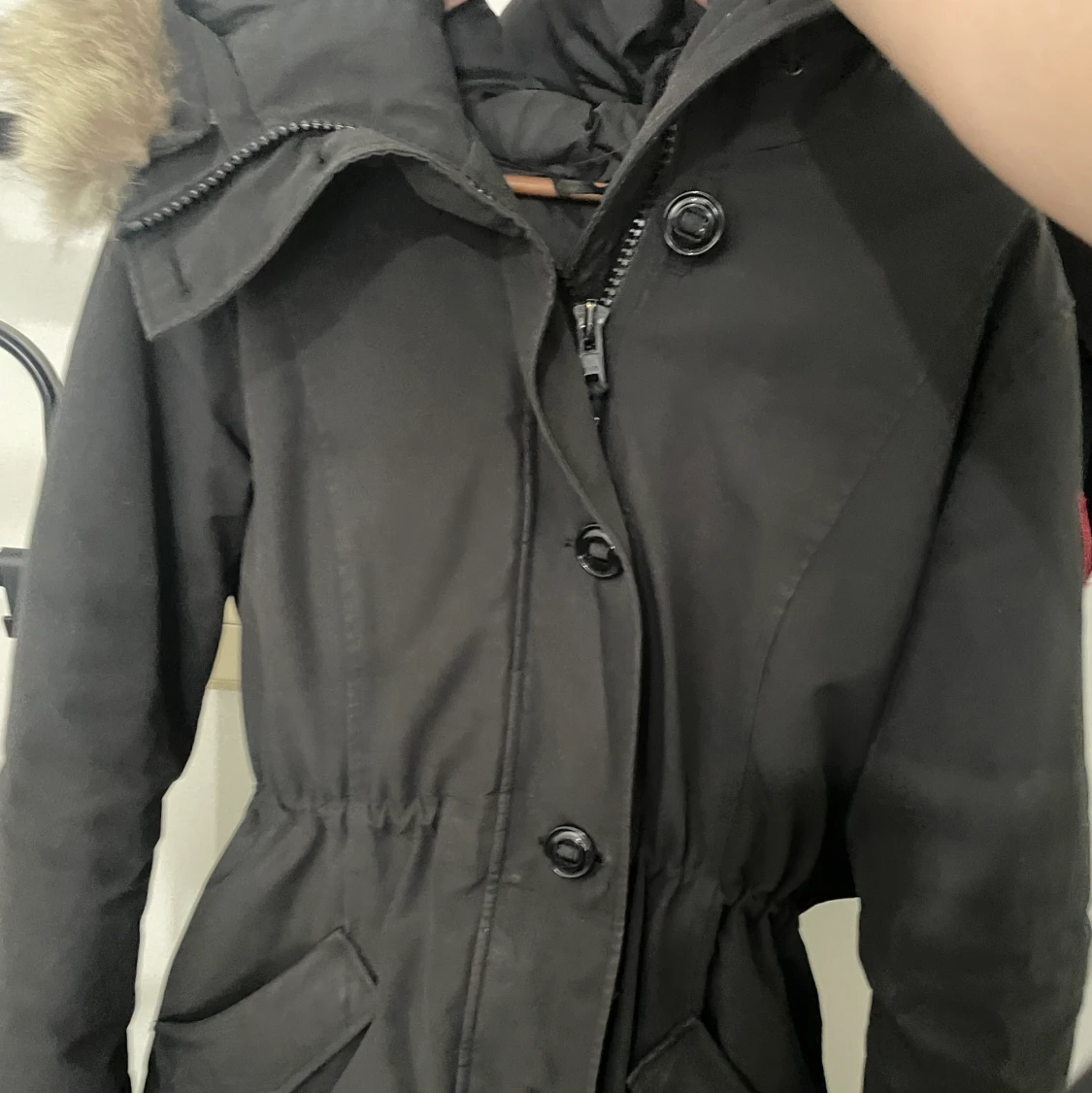 Canada goose - 90