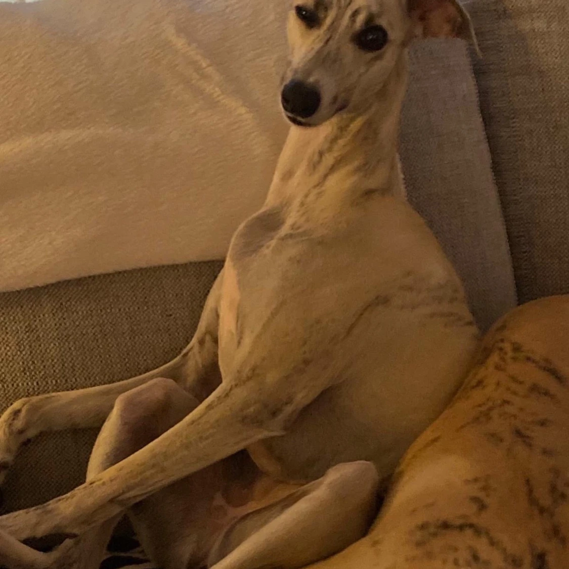 Hej säljer 2 fina hundar  - 90