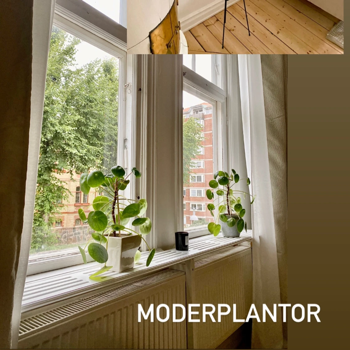 Elefantöron - sticklingar - 91