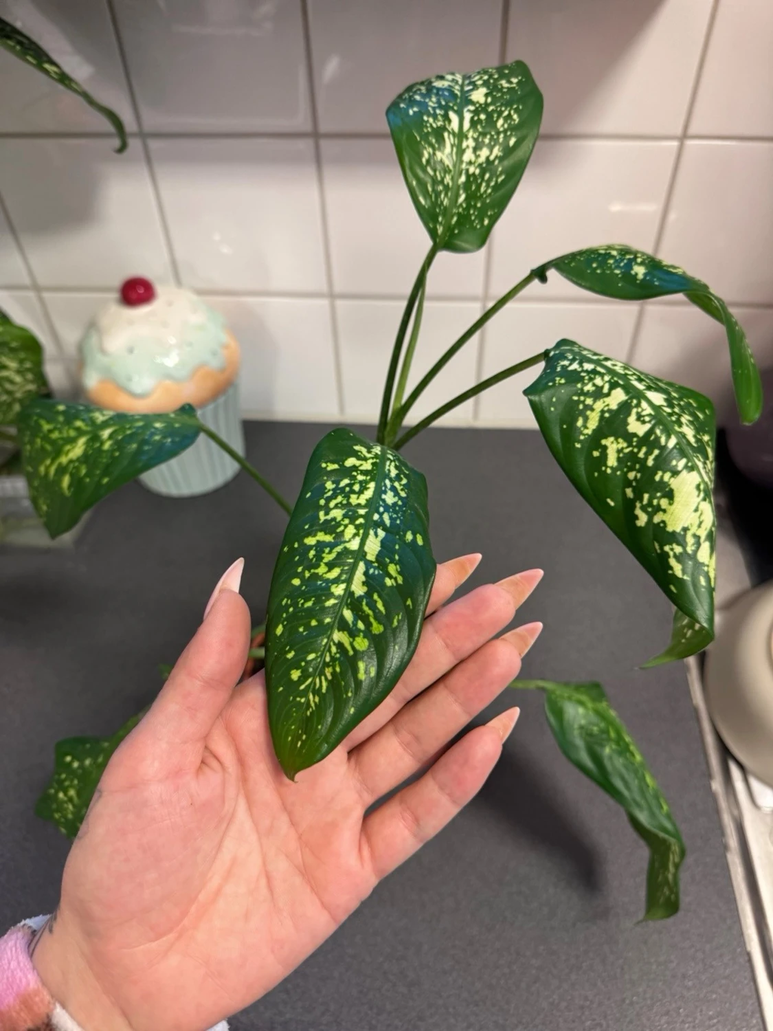 Grönprickig krukväxt Dieffenbachia - 1