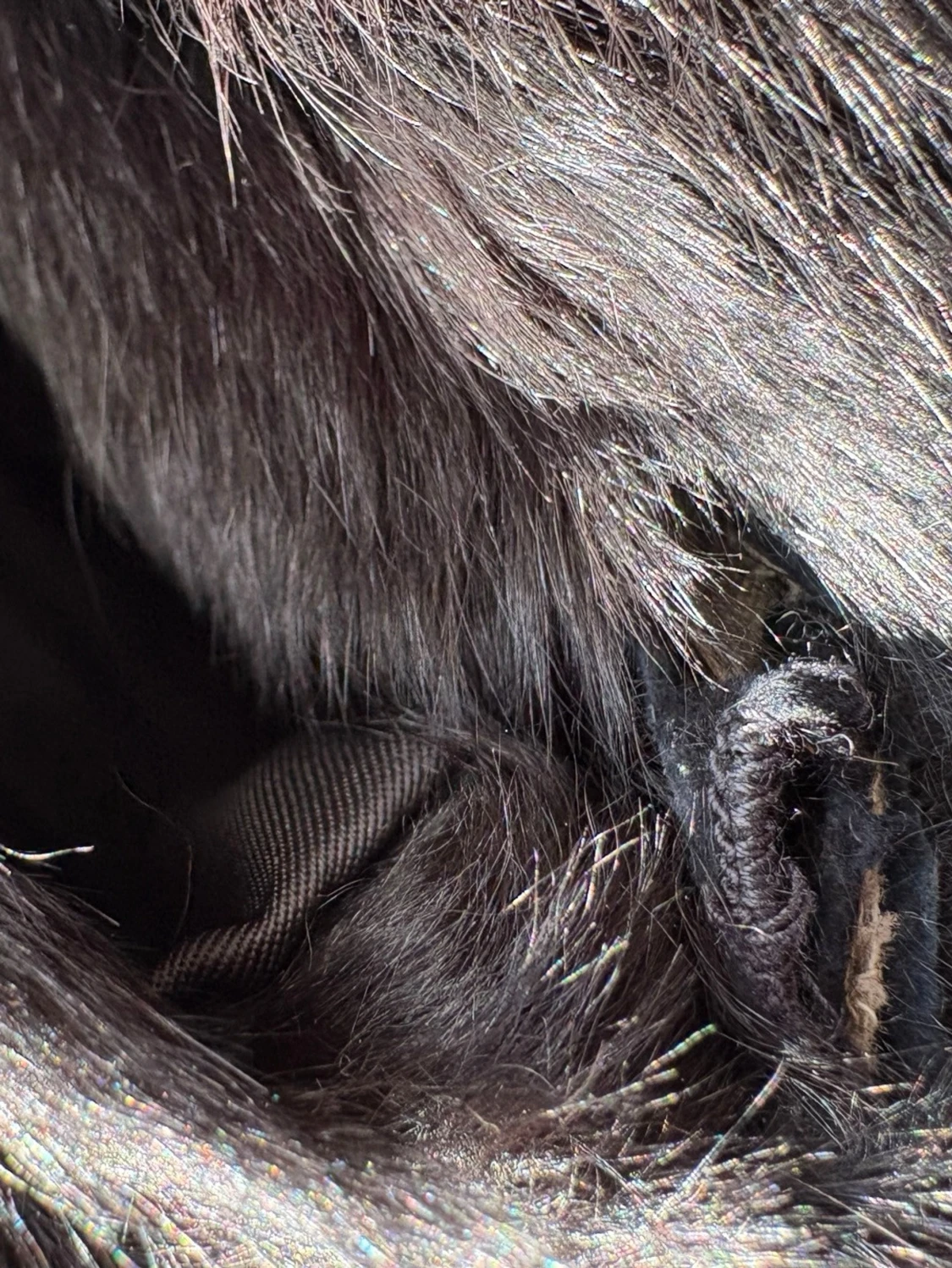 Äkta pälsjacka - 3