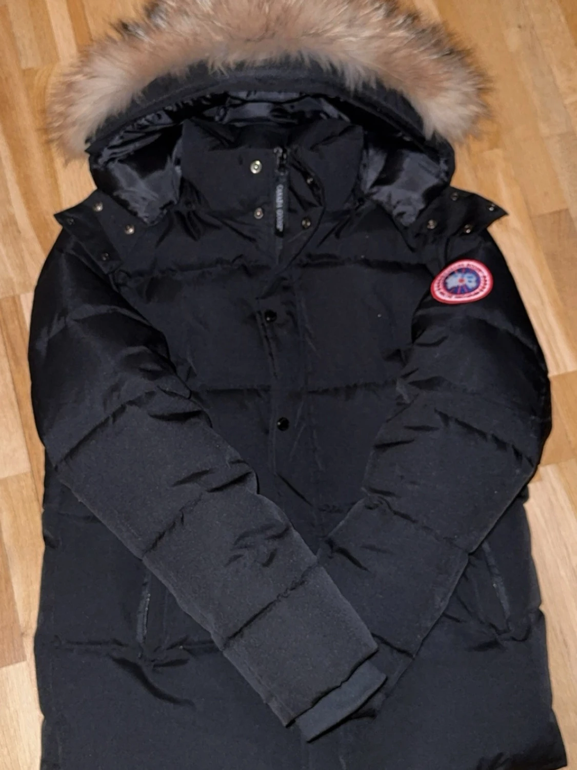 Canada goose
