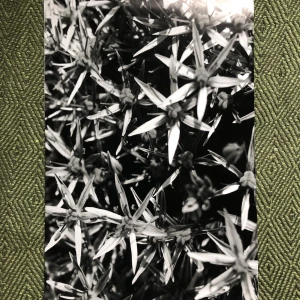 monochrome allium-poster - monochrome allium - Foto på allium blommor i svartvitt. Poster är tryckt i fotopapper, skickas utan ram. Tagen med kameran Canon EOS 100D, 50 mm objektiv. (Fraktkostnad kan variera, dvs vara lägre än den angivna) 