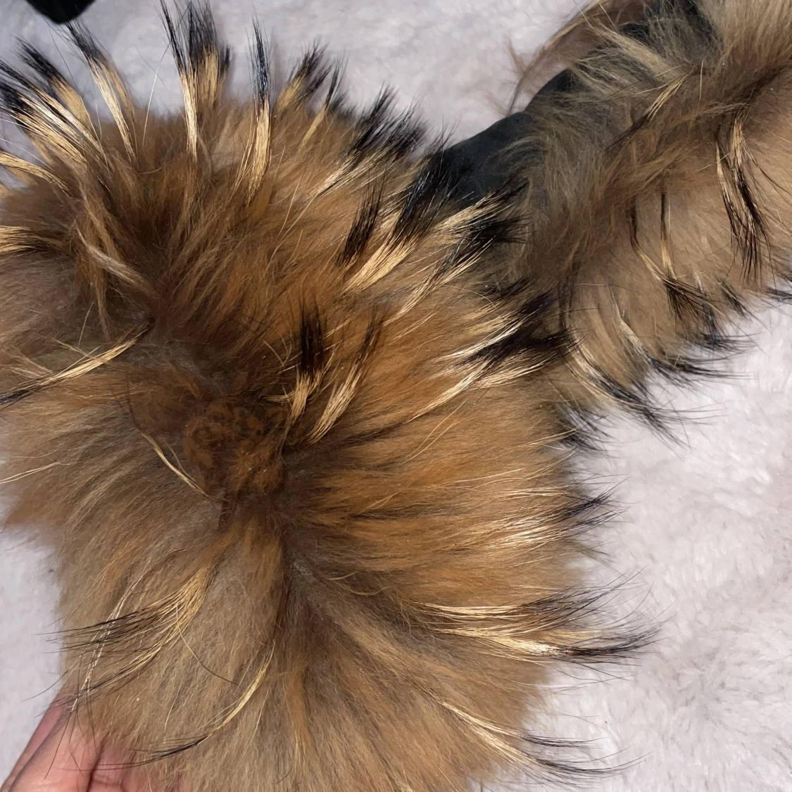 Äkta pälskrage  - 91