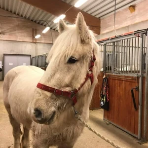 Grimma - Passar alla tror jag Det är en GRIMMA INTE hästen