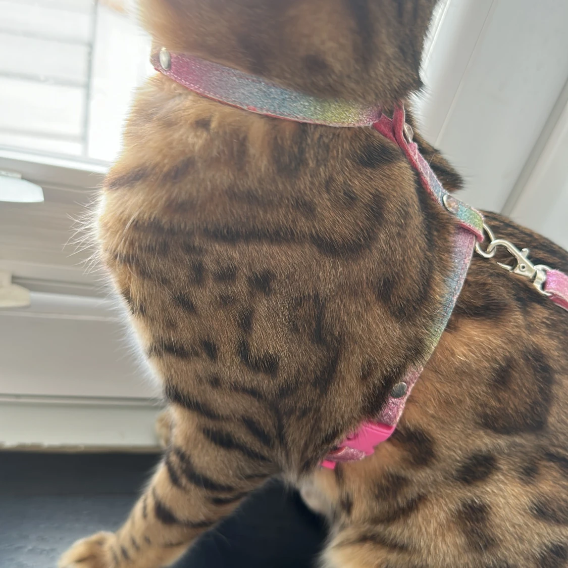 Glittrigt regnbågsfärgat kattsele - 1