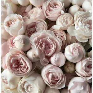 Arkivfoto  - Går ej att köpa 