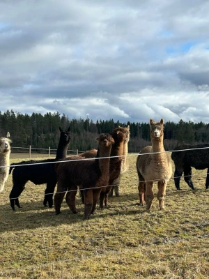 Kan nån typ hjälp mig - Jag ska till Göteborg med min farmor den 7-10 april o jag har inga pengar till o shoppa med henne så kan någon typ bidra 🥹🤞.
