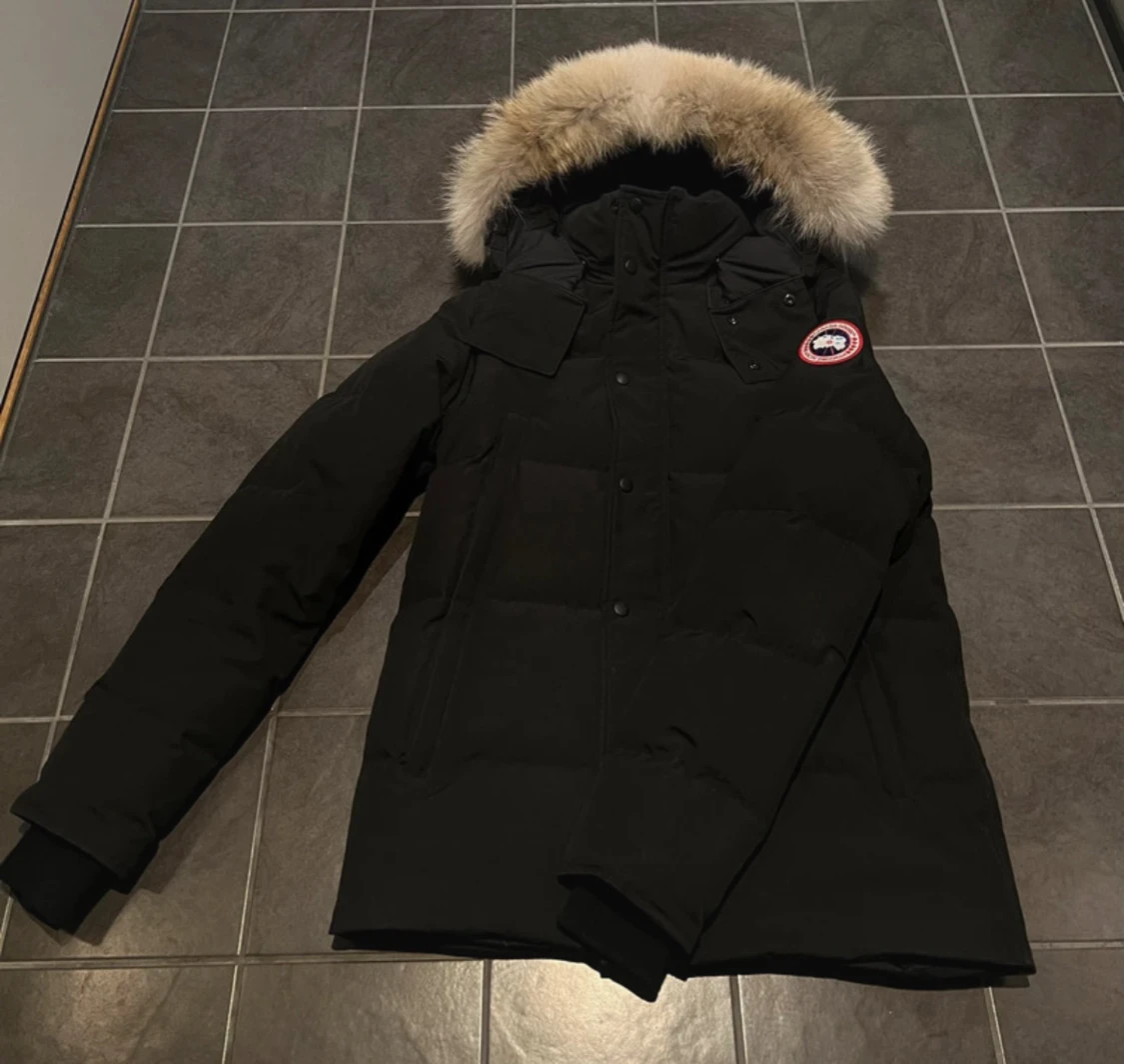 Canada goose
