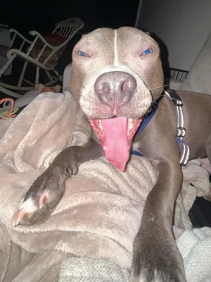 Jobbig hund (sele) - Köp