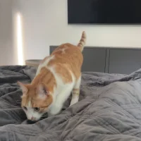 Emil Ostberg Barrskog