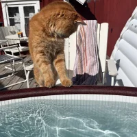 Stella