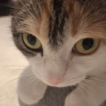TaminaBella