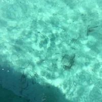 Plick🙋🏼‍♀️