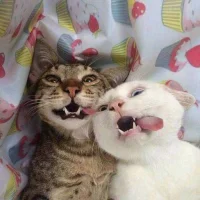 Elin 🌙🕷🫀🕯🪦