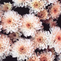 Alexandra Pettersson