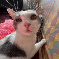 moska