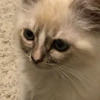 sara