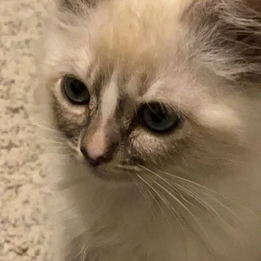 sara