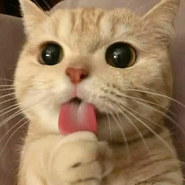 nya skor