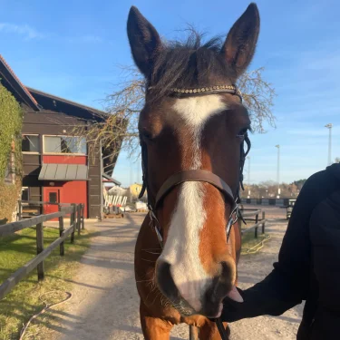 😵‍💫⭐️•kai•🧷🤩