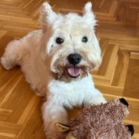 Bruno Lenador Currais