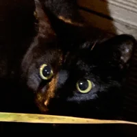 Niko🏳️‍⚧️