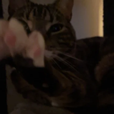 Stella