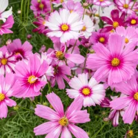 Återförsäljarna ❤️