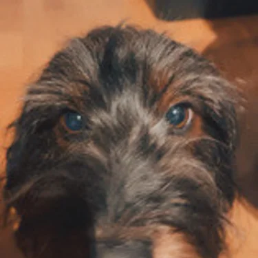 Julian Constantinescu