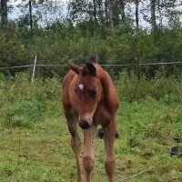 Säljare häst grejer och kläder