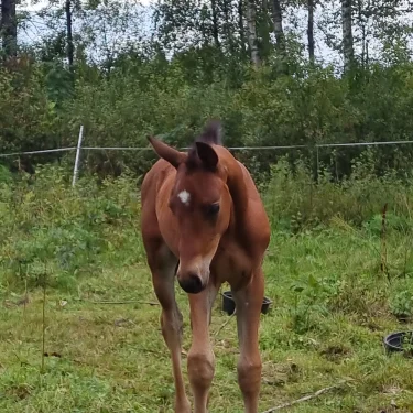Säljare häst grejer och kläder