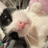mimikyuu