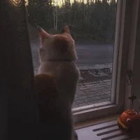 Ronja