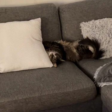 Olivia Carlsson 💕