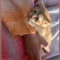 Isabella Aaby Ericsson