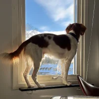 Mattias Imre Haglind Zetterström