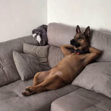 Va inte rädd, jag bits inte