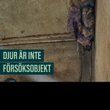 Isa