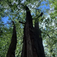 aminas secondhand’