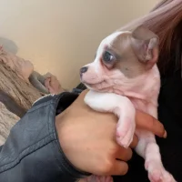 Tara
