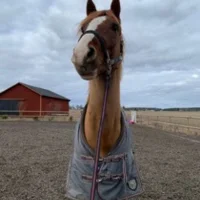 Nova Eklund Forsberg