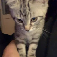 Elvira Franklin-Scherp