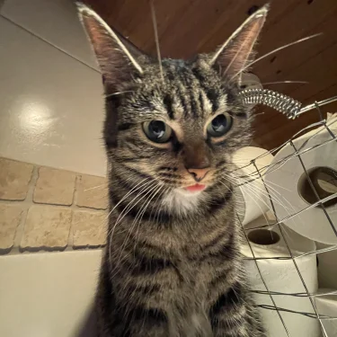 Emelie Bratt Lindén