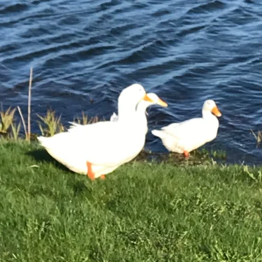 Theodor