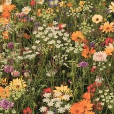 𝑒𝑙𝑣𝑖𝑟𝑎