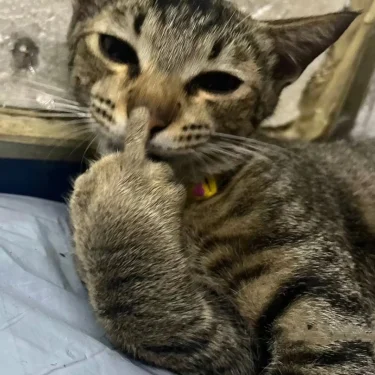 🤫🧏🏼‍♀️