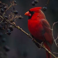 Poloarchiveco 🦦🦝